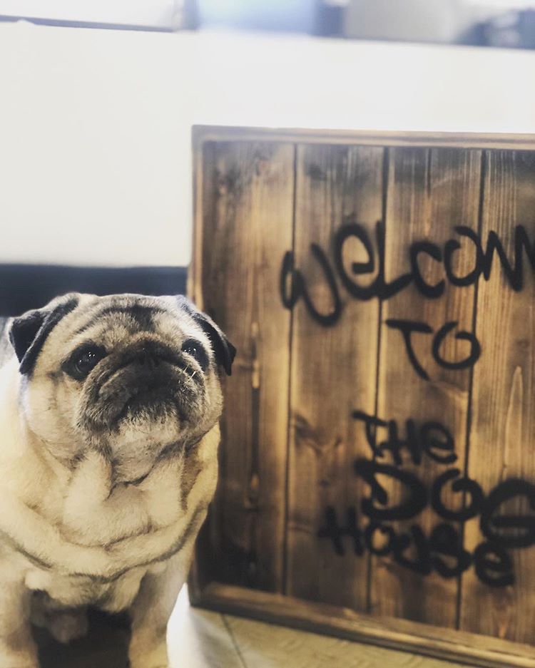 Welcome Sign with pug