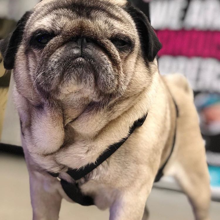 22220764_1337578206368161_3103334108693004288_n Pug